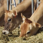 Jersey Cows eating